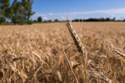 NAK: Egységesen lépnek fel a V4-agrárkamarák a gazdák védelmében