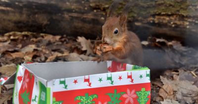 Négylábúak karácsonya – 4 szuper állatos adventi program