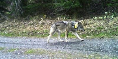 Lezárták a lelőtt svájci farkas ügyében zajló nyomozást, egyértelműnek tűnnek a bizonyítékok