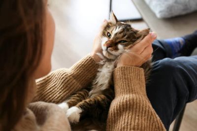 Ön a macskája kedvenc embere? Íme, mit tesznek a háziállataink, hogy minket válasszanak