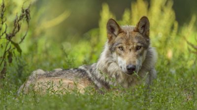 Sokkoló: 11 éves fiú lőtt, de két másik nyíregyházi férfit is gyanúsítanak a 