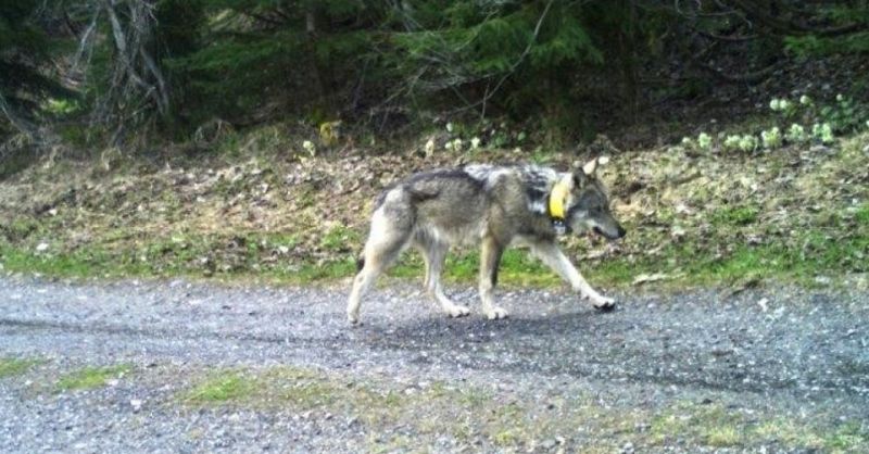 Vádemelést javasol a rendőrség a svájci farkas kilövése miatt