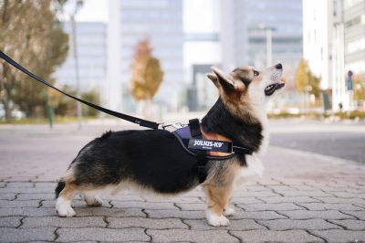 Ássa el magát az a gazdi, akinek beletört a bicskája a kutyájába?