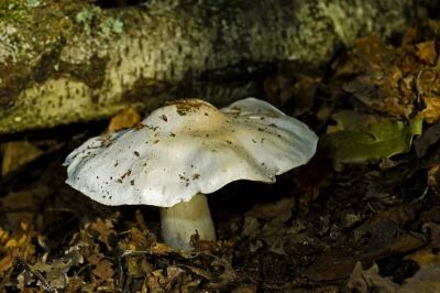 Nagy döggomba okozta az éttermi mérgezést Zalaegerszegen, ahol 17-en lettek rosszul