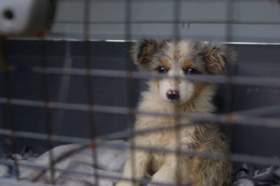  Szlovéniában kapták el a magyarországi horrortanyákat működtető osztrák nőt a rendőrök  