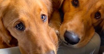 Vett egy másik golden retrievert a nő: ami ezután történt, azon milliók nevetnek - Videó