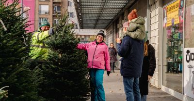 Zala megyéből a budapesti otthonokba – Egy fenyőfa útja a karácsonyfává válásig