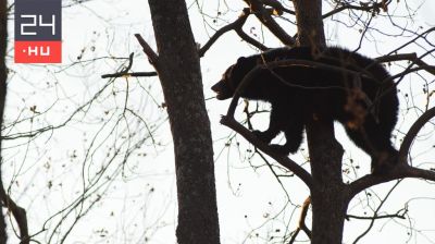 Fáról lezuhant medve okozta a vadász halálát