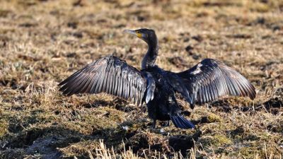 Tucatjával lövik a kormoránokat a Dunán