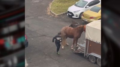 Videóra vették, amint egy férfi többször is megrúgott egy lovat Salgótarjánban