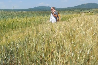 A kalászosok között sem a búza vezeti a vetőmagexportunkat