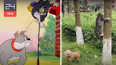 Itt a bizonyíték, hogy a Tom és Jerry világa igenis valós