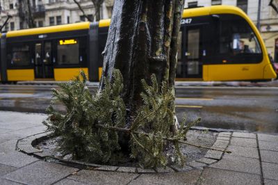 Közeleg a karácsony, mégis kevés vásárlót látni a karácsonyfaárusoknál