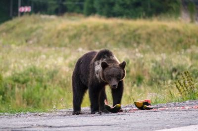  Meghalt a vadász, akire ráesett egy lelőtt medve  