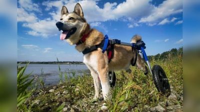 Újra mosolyognak a háborúban megsérült kutyák, akik saját kutyakocsit kaptak ajándékba