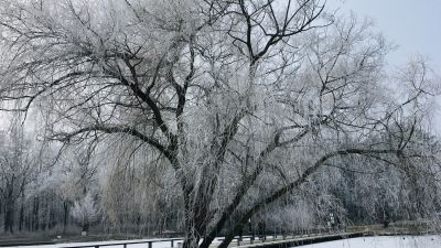 5 lenyűgöző arborétum télen Magyarországon