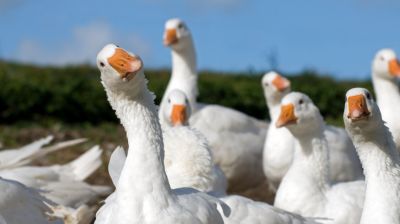 Erős kijelentést tett a Nébih a madárinfluenzáról Magyarországon