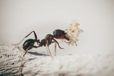  Hangyák ihlették a miniatűr robotot, ami az ereket is képes lehet megtisztítani  