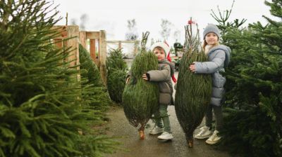 Eltűnhet a karácsonyfa a magyar otthonokból? Lassan nem lesz mit díszíteni