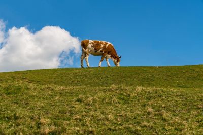 Tényleg élen jár Dánia a mezőgazdasági reformok terén, vagy zöldmosásról van szó?