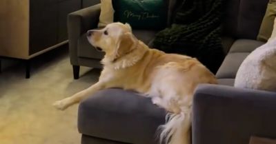 El van varázsolva a golden retriever: nem hiszi el, mitől - Videó