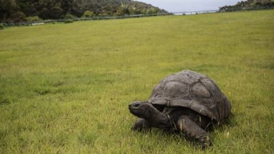 Százkilencvenkét éves lett a világ legidősebb szárazföldi állata