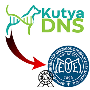 Új korszak a magyar kutyatenyésztésben: DNS eredmények a törzskönyvben