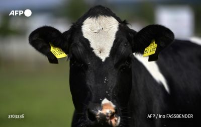 A hústermelés céljából történő állattartás jelentős hatással van az éghajlatra