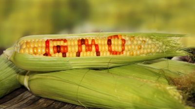 Hadat üzent Mexikó a GMO kukoricának: mégis, mi folyik itt?