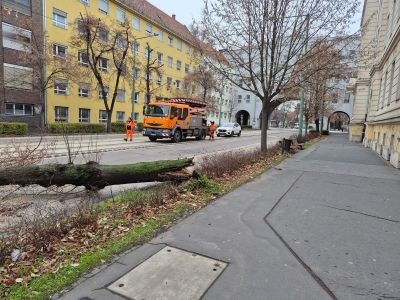 Kidőlt fa miatt bénult le a villamospálya Szegeden kedd délelőtt