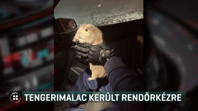 Szökött tengerimalacot mentettek a BRFK rendőrei