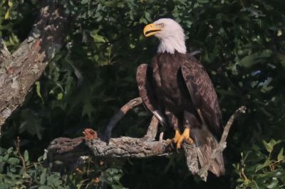 Hivatalosan is a fehérfejű rétisas lett az Egyesült Államok nemzeti állata