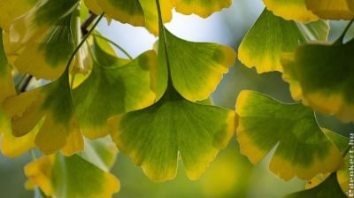 Páfrányfenyő (Ginkgo biloba) ültetése: ezeket jó tudni