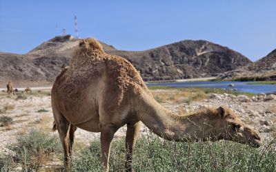 Hiteles szultanátus az Arab-félszigeten