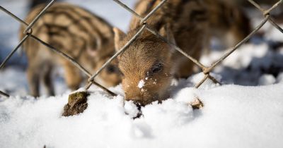 5 állatkert vagy vadaspark a Fővárosi Állat- és Növénykerten túl