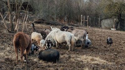 Állatkínzók karmai közül mentik az állatokat Tereskén