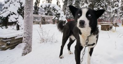 Az ön kutyája is retteg a szilveszteri őrült hangzavarban? Ezt tanácsolja a szakember a gazdiknak: akár a kis kedvencek élete is múlhat ezen