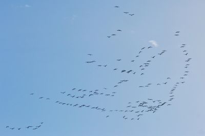 Egy 3 ezer kilométert utazott nyílvessző válaszolta meg, hová tűnnek télen a madarak