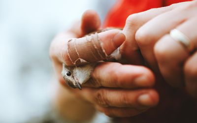 Madárinfluenza Kassán: továbbra is zárva tart az állatkert a vírus terjedése miatt 