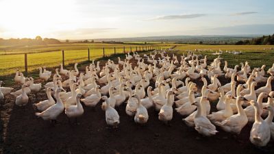 Mutálódott a madárinfluenza vírus