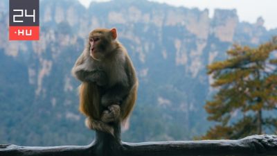 Ököllel védte a holmiját a turista az éhes makákótól