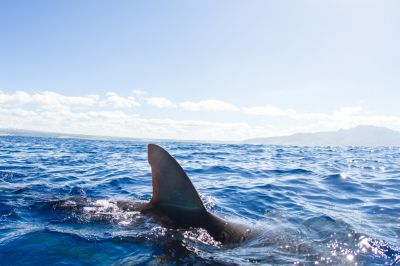 Cápatámadásban halt meg egy turista Egyiptomban