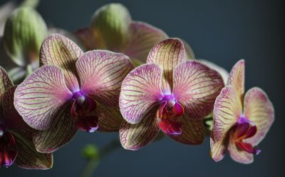 Hónapokig tarja a virágát az orchidea, ha így öntözi: 2 egyszerű tipp