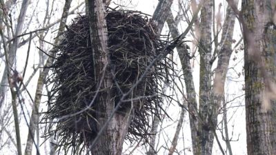 Madáróriások bújnak meg a Maros-árterében