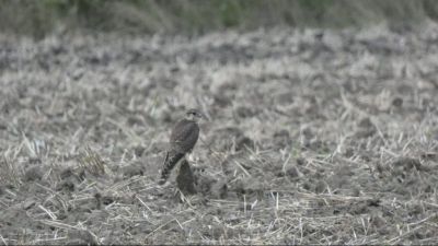 Rendkívül gyors röptű kis ragadozó a puszták téli vendége