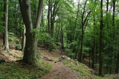 Több száz éves erdőkben sétálhatunk a Bükkben és a Zemplénben, de akár a Tisza mellett is