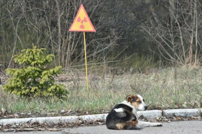 Félvad, genetikailag eltérő kutyák százai élnek a csernobili elzárt zónában