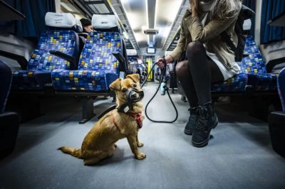 Január 1-től ingyen lehet kutyát és kerékpárt szállítani a MÁV-csoport járatain Budapesten belül