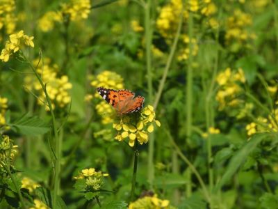 Biostimulátorok: minél természetesebb, annál jobb, de a több nem mindig jobb!