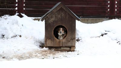 Egy állatorvos elárulta, mikortól van túl hideg odakint a kutyáknak